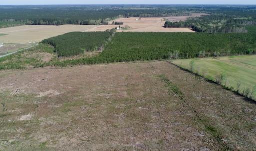 Photo of UNDER CONTRACT!  39 Acres of Hunting and Timber Land for Sale in Gates County NC!