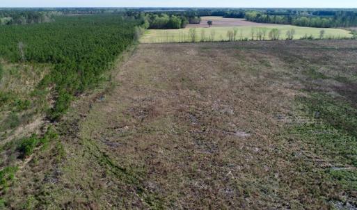 Photo of UNDER CONTRACT!  39 Acres of Hunting and Timber Land for Sale in Gates County NC!