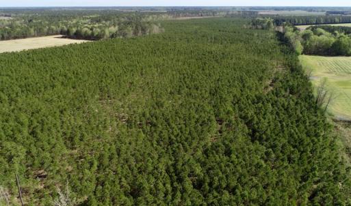 Photo of UNDER CONTRACT!  33.8 Acres of Hunting and Timber Land For Sale in Gates County NC!
