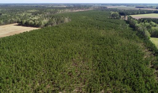 Photo of UNDER CONTRACT!  33.8 Acres of Hunting and Timber Land For Sale in Gates County NC!