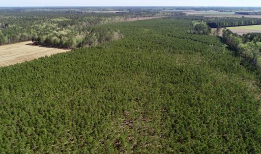 Photo of UNDER CONTRACT!  33.8 Acres of Hunting and Timber Land For Sale in Gates County NC!