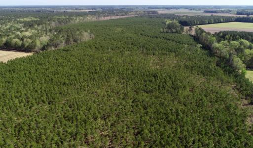 Photo of UNDER CONTRACT!  33.8 Acres of Hunting and Timber Land For Sale in Gates County NC!