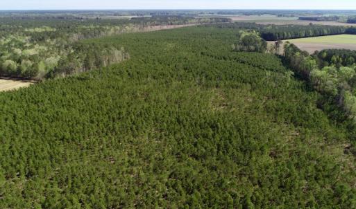 Photo of UNDER CONTRACT!  33.8 Acres of Hunting and Timber Land For Sale in Gates County NC!