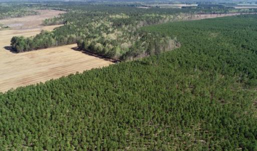 Photo of UNDER CONTRACT!  33.8 Acres of Hunting and Timber Land For Sale in Gates County NC!
