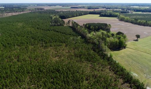Photo of UNDER CONTRACT!  33.8 Acres of Hunting and Timber Land For Sale in Gates County NC!