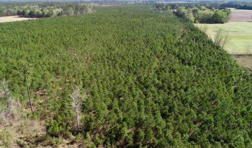 Photo of UNDER CONTRACT!  33.8 Acres of Hunting and Timber Land For Sale in Gates County NC!