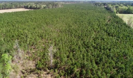 Photo of UNDER CONTRACT!  33.8 Acres of Hunting and Timber Land For Sale in Gates County NC!