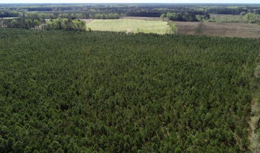 Photo of UNDER CONTRACT!  33.8 Acres of Hunting and Timber Land For Sale in Gates County NC!