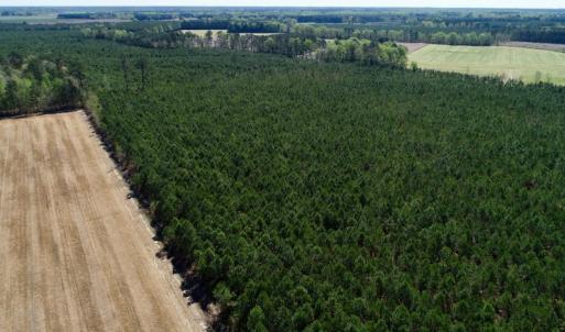 Photo of UNDER CONTRACT!  33.8 Acres of Hunting and Timber Land For Sale in Gates County NC!
