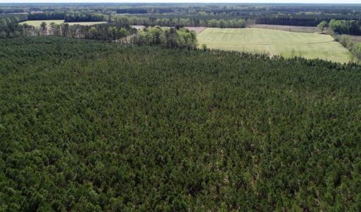 Photo of UNDER CONTRACT!  33.8 Acres of Hunting and Timber Land For Sale in Gates County NC!
