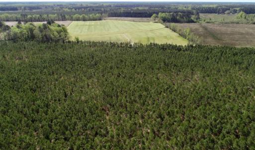 Photo of UNDER CONTRACT!  33.8 Acres of Hunting and Timber Land For Sale in Gates County NC!