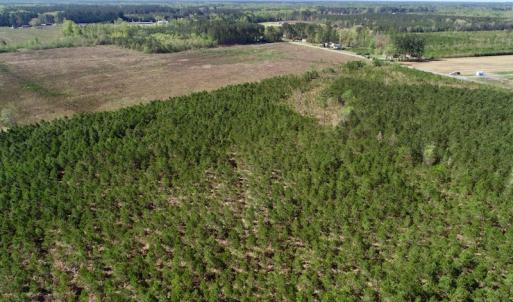Photo of UNDER CONTRACT!  33.8 Acres of Hunting and Timber Land For Sale in Gates County NC!