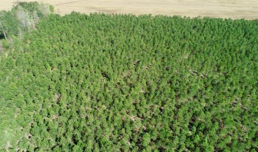 Photo of UNDER CONTRACT!  33.8 Acres of Hunting and Timber Land For Sale in Gates County NC!