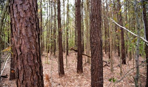 Photo of SOLD!  30 Acres of Investment Farm and Timber Land For Sale in Beaufort County NC!