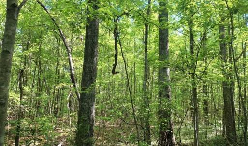 Photo of SOLD!!  8.38 Acres of Recreational Hunting Land For Sale in Warren County NC!