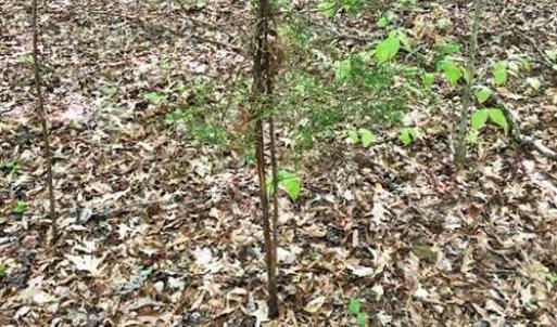 Photo of SOLD!!  8.38 Acres of Recreational Hunting Land For Sale in Warren County NC!