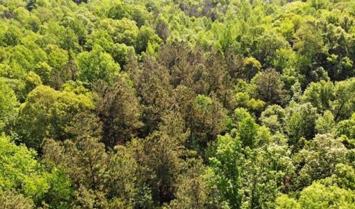 Photo of SOLD!!  8.38 Acres of Recreational Hunting Land For Sale in Warren County NC!