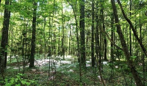 Photo of SOLD!!  8.38 Acres of Recreational Hunting Land For Sale in Warren County NC!
