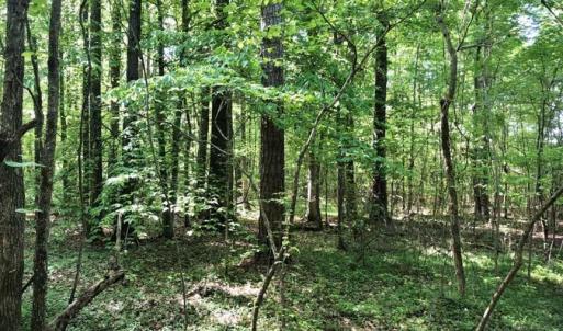 Photo of SOLD!!  8.38 Acres of Recreational Hunting Land For Sale in Warren County NC!