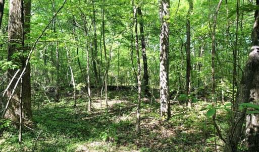 Photo of SOLD!!  8.38 Acres of Recreational Hunting Land For Sale in Warren County NC!