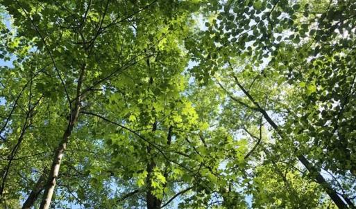 Photo of SOLD!!  8.38 Acres of Recreational Hunting Land For Sale in Warren County NC!