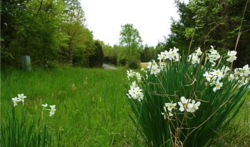Photo of UNDER CONTRACT!  7 Acres of Residential and Hunting Land for Sale in Spotsylvania County VA!