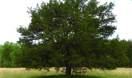 Photo of UNDER CONTRACT!  7 Acres of Residential and Hunting Land for Sale in Spotsylvania County VA!