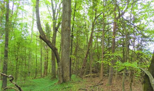 Photo of UNDER CONTRACT!  7 Acres of Residential and Hunting Land for Sale in Spotsylvania County VA!