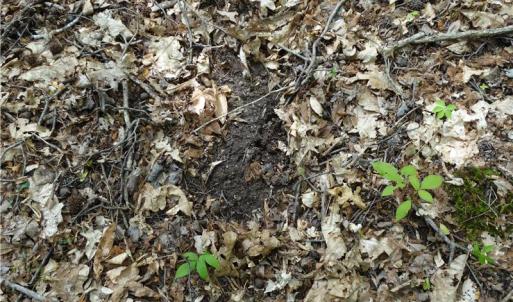 Photo of UNDER CONTRACT!  7 Acres of Residential and Hunting Land for Sale in Spotsylvania County VA!