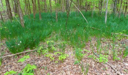 Photo of UNDER CONTRACT!  7 Acres of Residential and Hunting Land for Sale in Spotsylvania County VA!