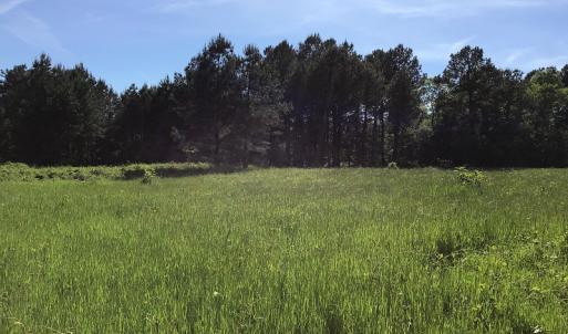 Photo of UNDER CONTRACT!  340 Acres of Hunting and Timber Land For Sale in Richmond County NC!