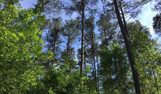 Photo of UNDER CONTRACT!  340 Acres of Hunting and Timber Land For Sale in Richmond County NC!