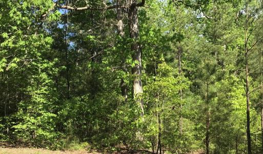Photo of UNDER CONTRACT!  340 Acres of Hunting and Timber Land For Sale in Richmond County NC!