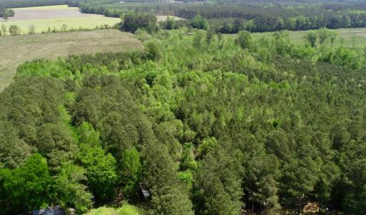 Photo of UNDER CONTRACT!  14 acres of Hunting and Timber Land for Sale in Gates County NC!