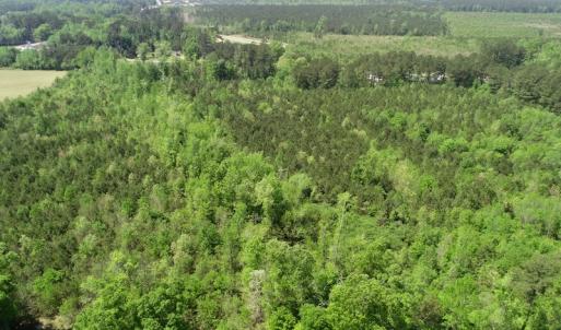Photo of UNDER CONTRACT!  14 acres of Hunting and Timber Land for Sale in Gates County NC!