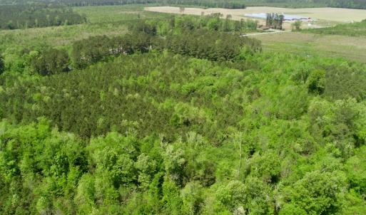 Photo of UNDER CONTRACT!  14 acres of Hunting and Timber Land for Sale in Gates County NC!
