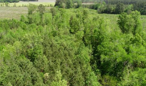 Photo of UNDER CONTRACT!  14 acres of Hunting and Timber Land for Sale in Gates County NC!
