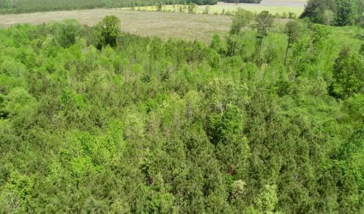 Photo of UNDER CONTRACT!  14 acres of Hunting and Timber Land for Sale in Gates County NC!