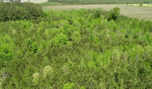 Photo of UNDER CONTRACT!  14 acres of Hunting and Timber Land for Sale in Gates County NC!
