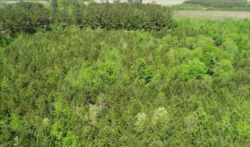Photo of UNDER CONTRACT!  14 acres of Hunting and Timber Land for Sale in Gates County NC!