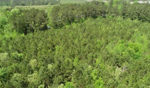 Photo of UNDER CONTRACT!  14 acres of Hunting and Timber Land for Sale in Gates County NC!