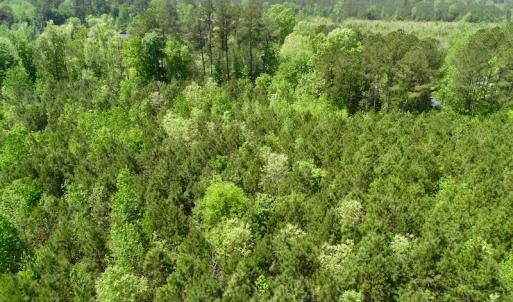 Photo of UNDER CONTRACT!  14 acres of Hunting and Timber Land for Sale in Gates County NC!