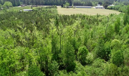 Photo of UNDER CONTRACT!  14 acres of Hunting and Timber Land for Sale in Gates County NC!