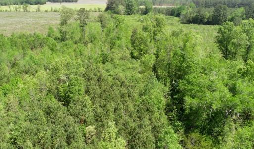 Photo of UNDER CONTRACT!  14 acres of Hunting and Timber Land for Sale in Gates County NC!