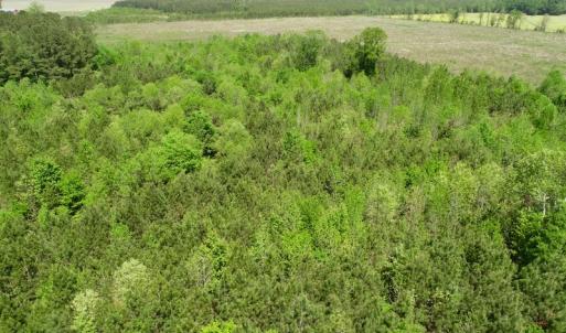 Photo of UNDER CONTRACT!  14 acres of Hunting and Timber Land for Sale in Gates County NC!