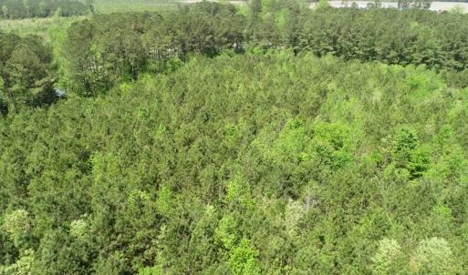 Photo of UNDER CONTRACT!  14 acres of Hunting and Timber Land for Sale in Gates County NC!