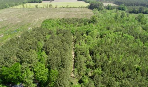 Photo of UNDER CONTRACT!  14 acres of Hunting and Timber Land for Sale in Gates County NC!