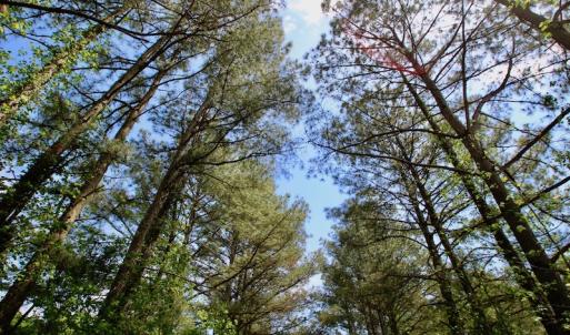 Photo of UNDER CONTRACT!  14 acres of Hunting and Timber Land for Sale in Gates County NC!