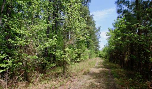 Photo of UNDER CONTRACT!  14 acres of Hunting and Timber Land for Sale in Gates County NC!