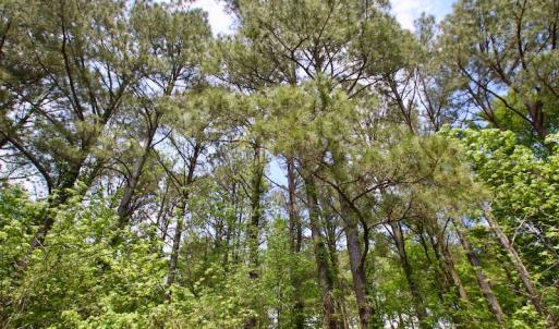 Photo of UNDER CONTRACT!  14 acres of Hunting and Timber Land for Sale in Gates County NC!